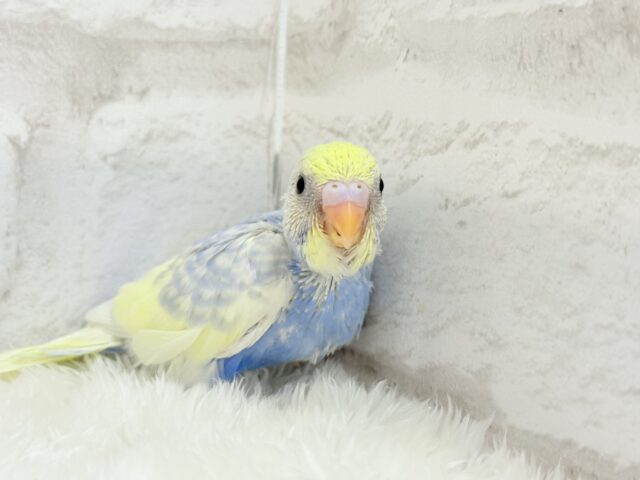 お花畑に迷い込んだ妖精さん🧚♀️🪅セキセイインコ(パステルレインボーパイド) ヒナ セキセイインコ