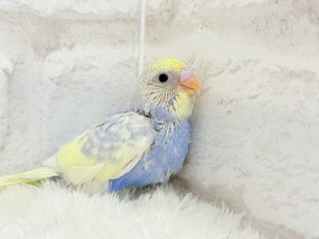 お花畑に迷い込んだ妖精さん🧚♀️🪅セキセイインコ(パステルレインボーパイド) ヒナ セキセイインコ
