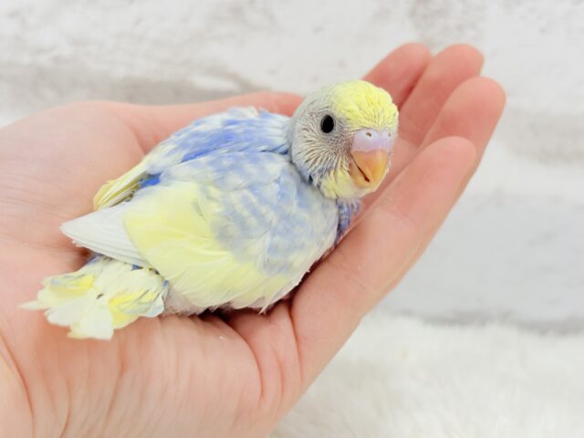 お花畑に迷い込んだ妖精さん🧚♀️🪅セキセイインコ(パステルレインボーパイド) ヒナ セキセイインコ