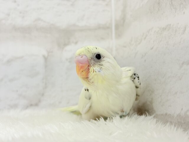 ふんわりクリーミー🐣🧁セキセイインコ(クリームハルクイン) ヒナ セキセイインコ