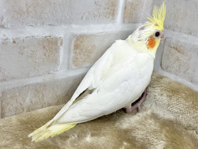 【🆙最新画像あり‼️】お膝の上が落ち着く〜☺️💓 オカメインコ(ルチノー) オカメインコ