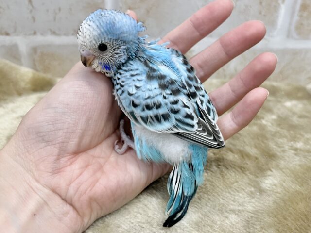 ちびちびカワイイちゃん🩵 セキセイインコ(オパーリン) セキセイインコ