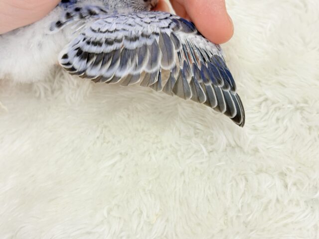 わた毛天使🫧好奇心の塊だ〜🐣🎡セキセイインコ(オパーリン) ヒナ セキセイインコ