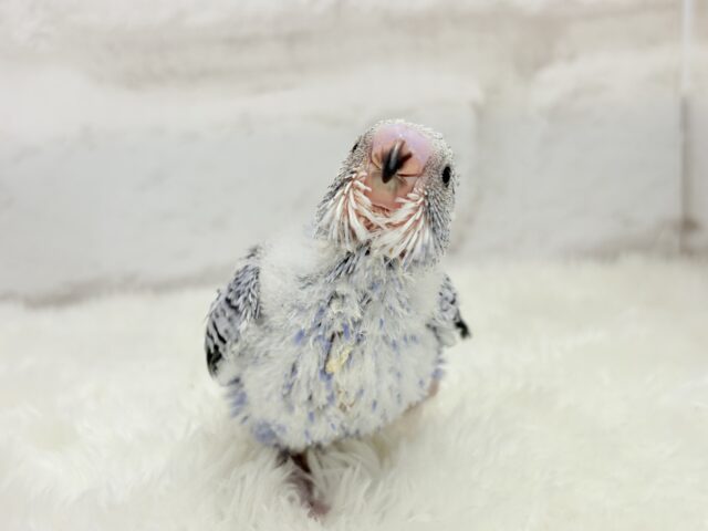 わた毛天使🫧好奇心の塊だ〜🐣🎡セキセイインコ(オパーリン) ヒナ セキセイインコ