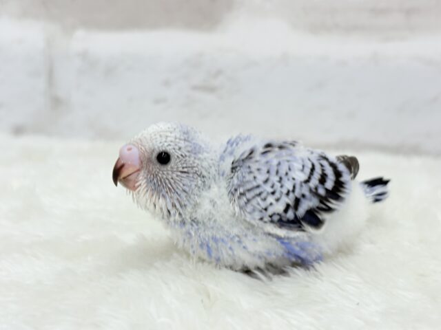 わた毛天使🫧好奇心の塊だ〜🐣🎡セキセイインコ(オパーリン) ヒナ セキセイインコ