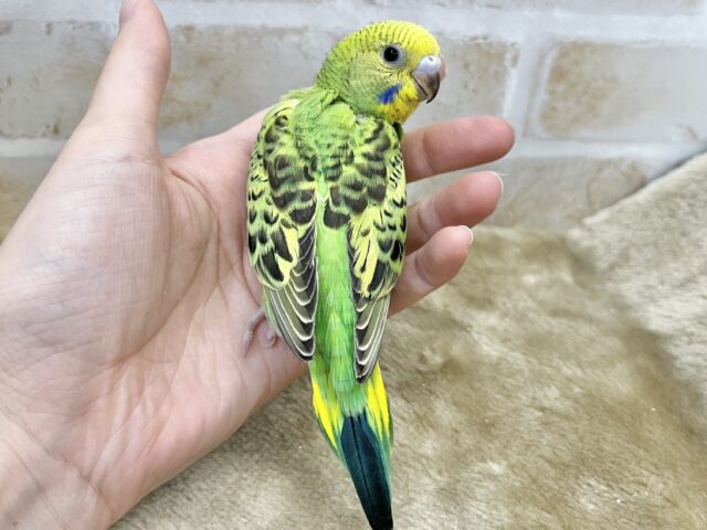 しあわせ運ぶ〜🍀💛 セキセイインコ(オパーリン) セキセイインコ