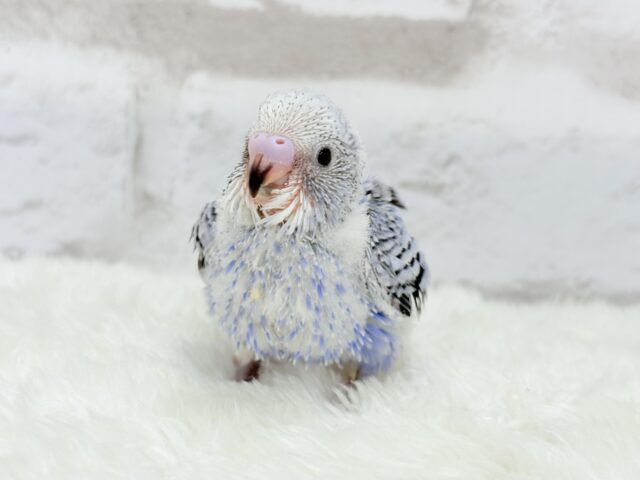 わた毛天使🫧好奇心の塊だ〜🐣🎡セキセイインコ(オパーリン) ヒナ セキセイインコ