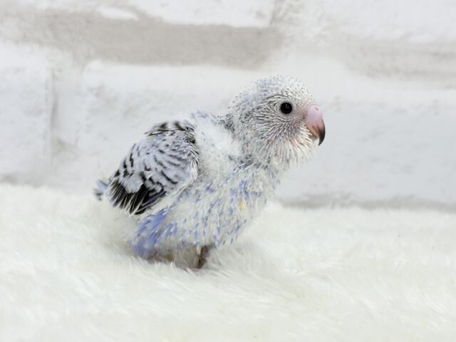 わた毛天使🫧好奇心の塊だ〜🐣🎡セキセイインコ(オパーリン) ヒナ セキセイインコ