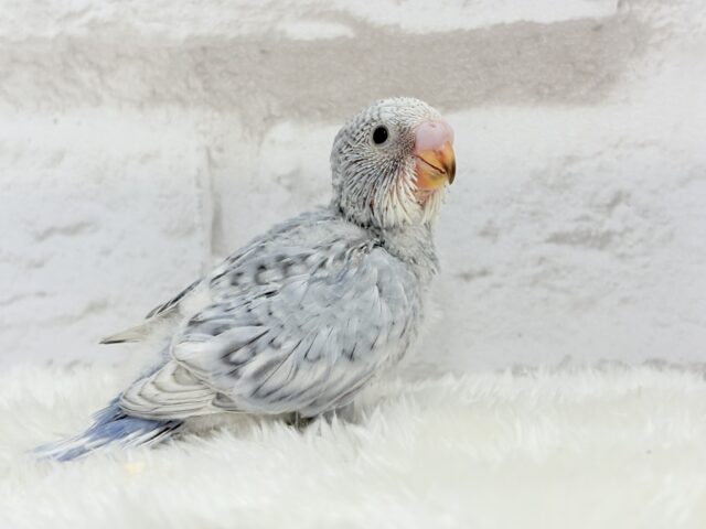 成長から目が離せない♡特別な雰囲気💫セキセイインコ(グレースパングル) ヒナ セキセイインコ