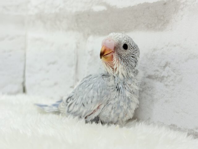 成長から目が離せない♡特別な雰囲気💫セキセイインコ(グレースパングル) ヒナ セキセイインコ