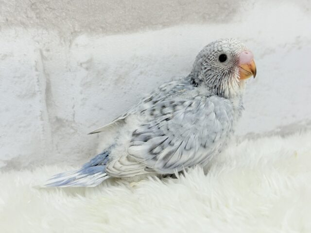 成長から目が離せない♡特別な雰囲気💫セキセイインコ(グレースパングル) ヒナ セキセイインコ