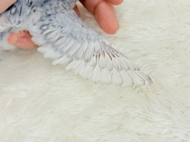 成長から目が離せない♡特別な雰囲気💫セキセイインコ(グレースパングル) ヒナ セキセイインコ