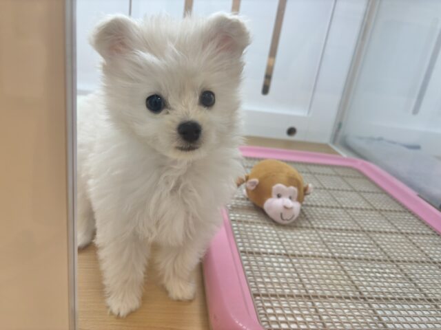 チワプー