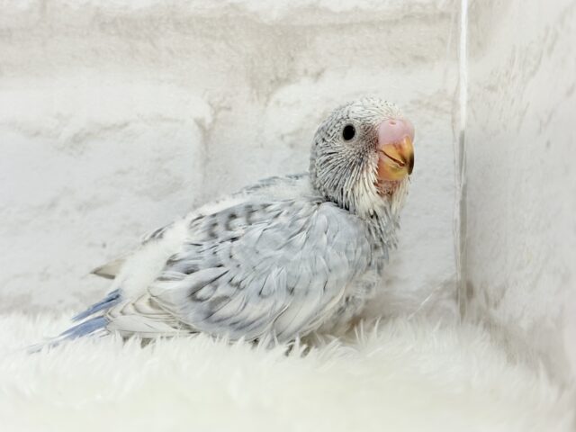 成長から目が離せない♡特別な雰囲気💫セキセイインコ(グレースパングル) ヒナ セキセイインコ