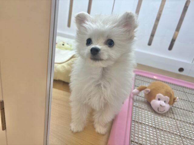 チワプー