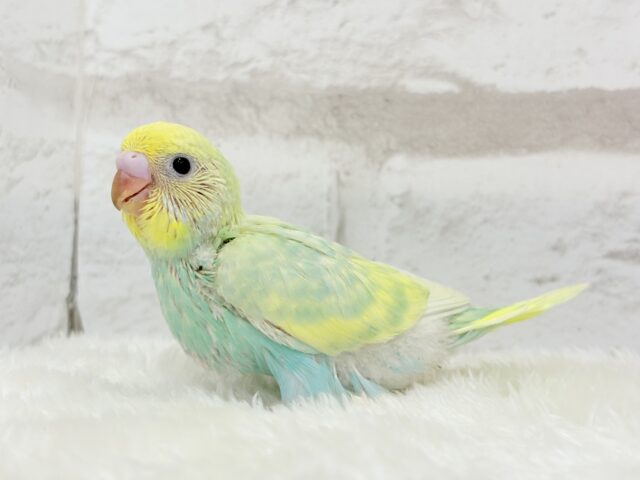 ベタ慣れ候補生🧚♀️甘々メロンちゃん🐥🍈💖セキセイインコ(パステルカラーレインボー) ヒナ セキセイインコ