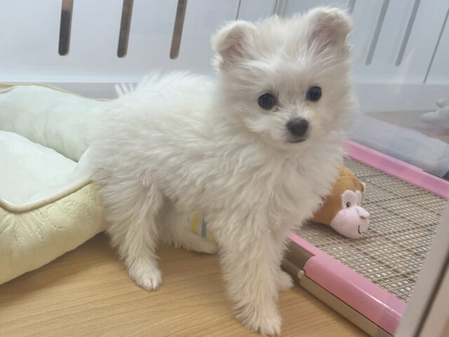 チワプー