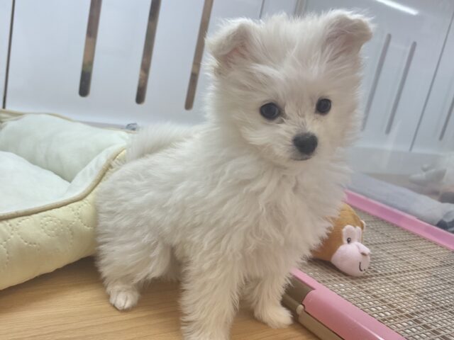 チワプー