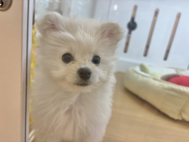 チワプー