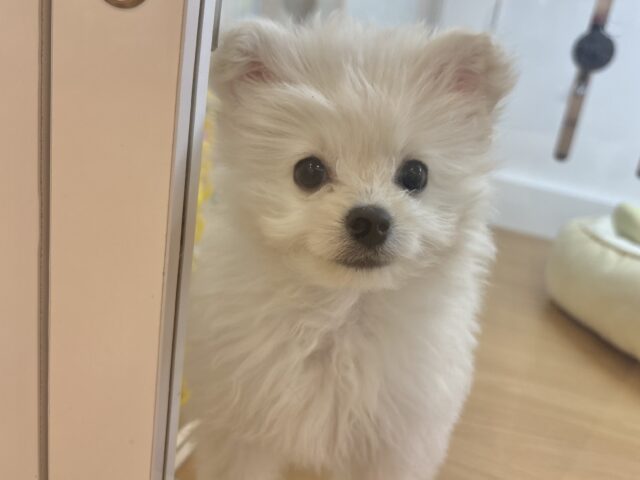 チワプー