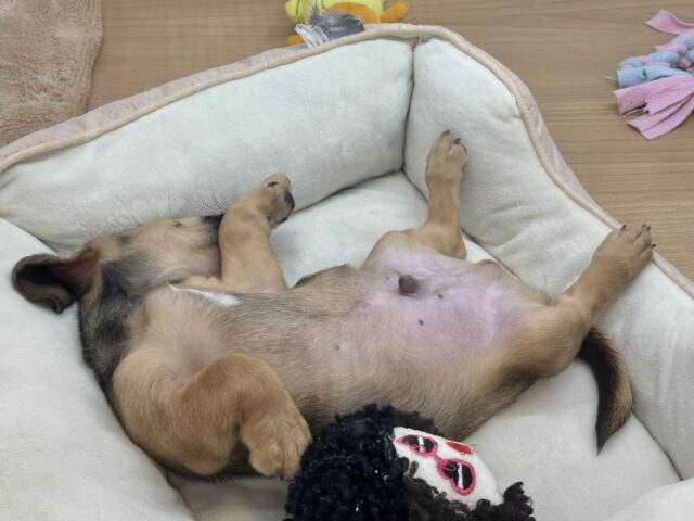 オイラの魅力は底知らず♥チワックスくん! チワックス