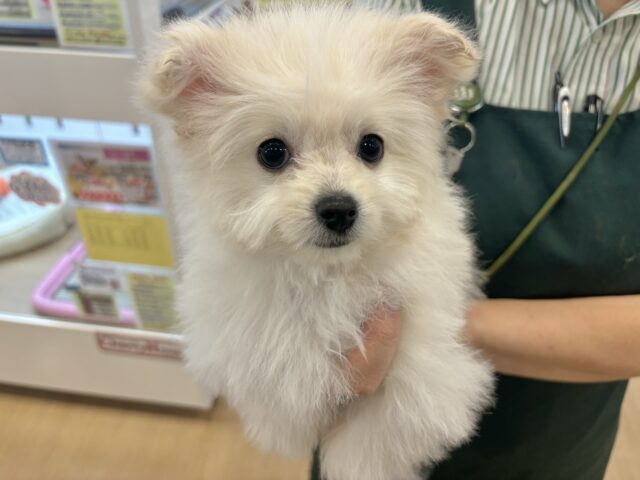 チワプー