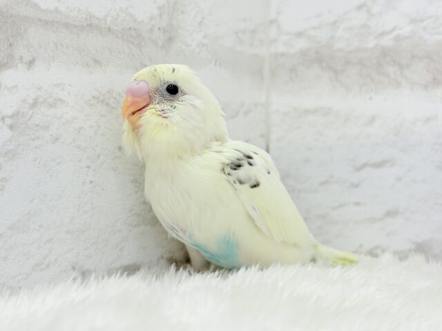 ふんわりクリーミー🐣🧁セキセイインコ(クリームハルクイン) ヒナ セキセイインコ