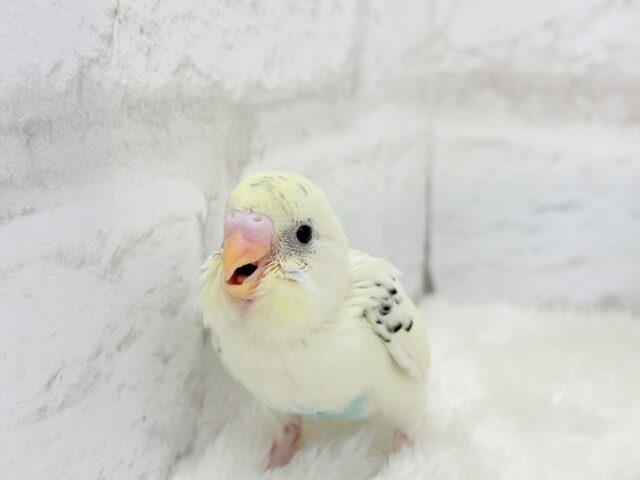 ふんわりクリーミー🐣🧁セキセイインコ(クリームハルクイン) ヒナ セキセイインコ
