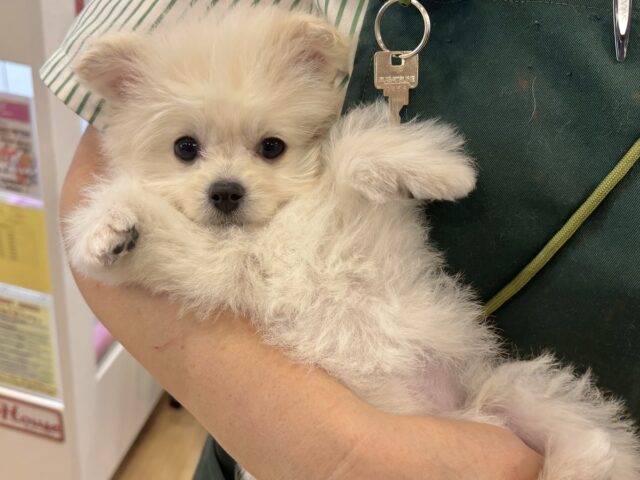 チワプー