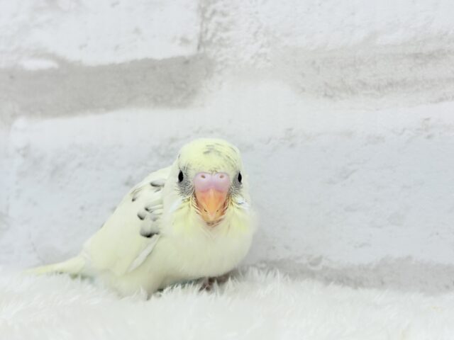 ふんわりクリーミー🐣🧁セキセイインコ(クリームハルクイン) ヒナ セキセイインコ