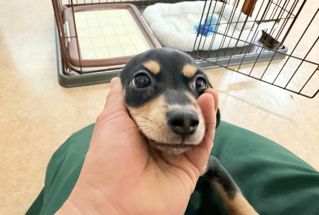 チワックス