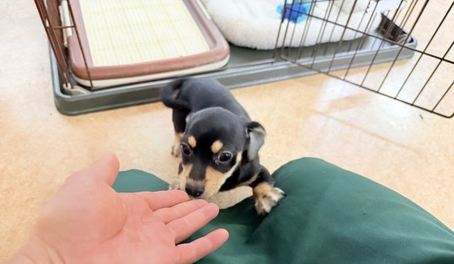 チワックス