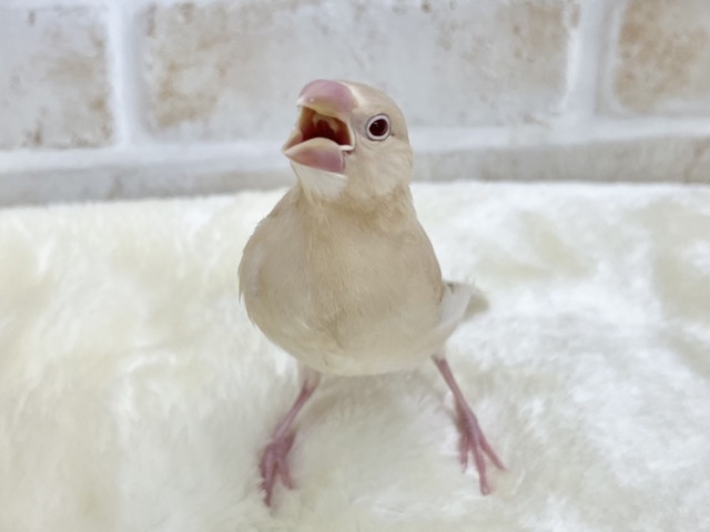 シナモン文鳥