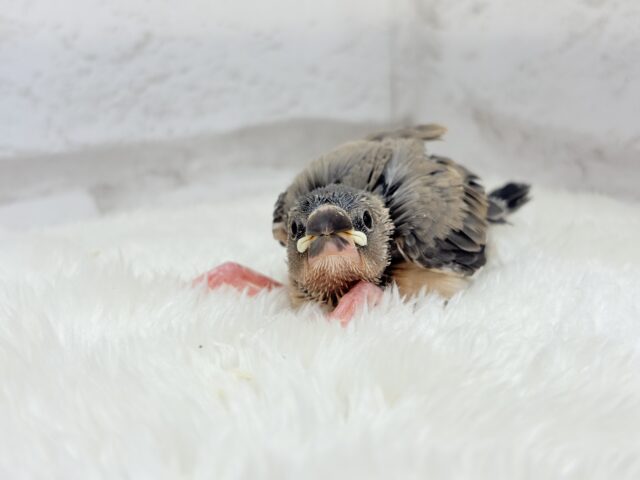 【最新画像更新🪄】文鳥界のリーダーを目指します𖤐 ̖́-桜文鳥 ヒナ 桜文鳥