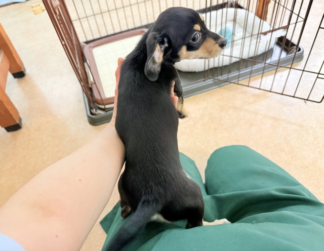 チワックス