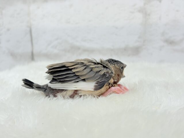 【最新画像更新🪄】文鳥界のリーダーを目指します𖤐 ̖́-桜文鳥 ヒナ 桜文鳥