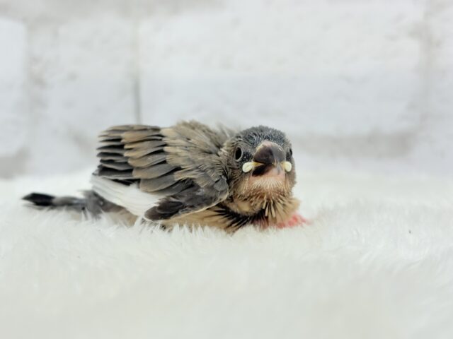 【最新画像更新🪄】文鳥界のリーダーを目指します𖤐 ̖́-桜文鳥 ヒナ 桜文鳥