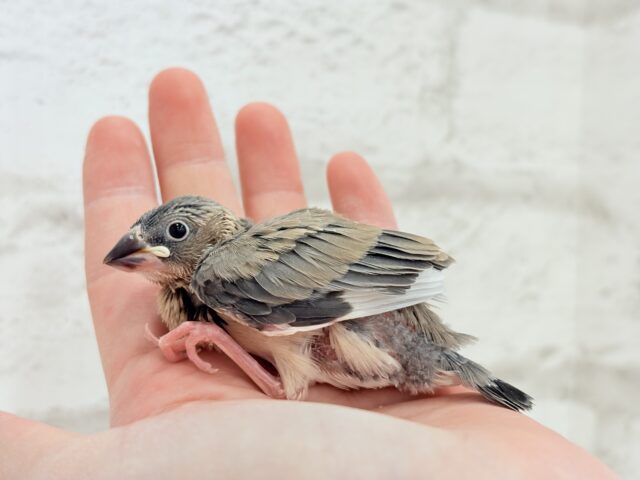 桜文鳥