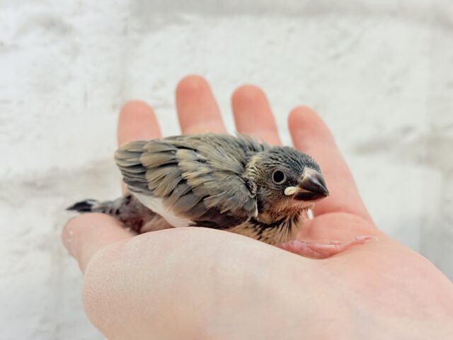 桜文鳥