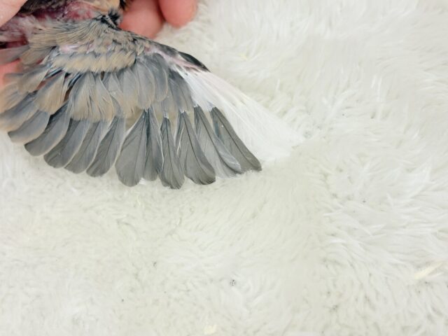 【最新画像更新🪄】文鳥界のリーダーを目指します𖤐 ̖́-桜文鳥 ヒナ 桜文鳥