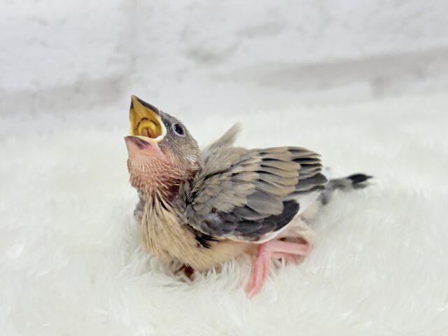 【最新画像更新🪄】文鳥界のリーダーを目指します𖤐 ̖́-桜文鳥 ヒナ 桜文鳥