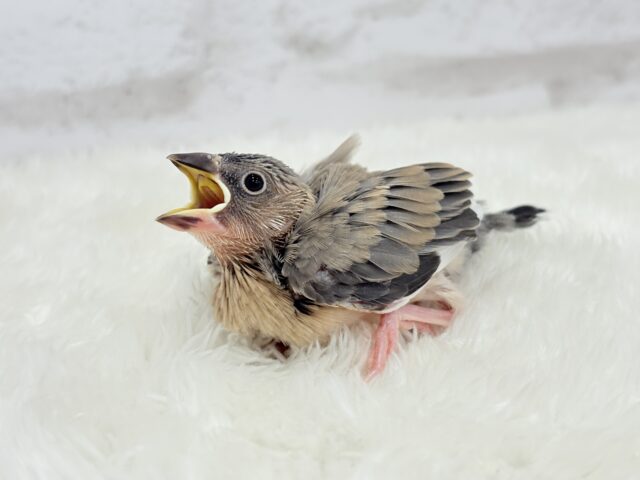 【最新画像更新🪄】文鳥界のリーダーを目指します𖤐 ̖́-桜文鳥 ヒナ 桜文鳥