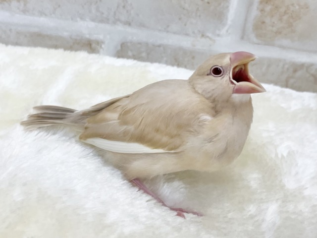 シナモン文鳥