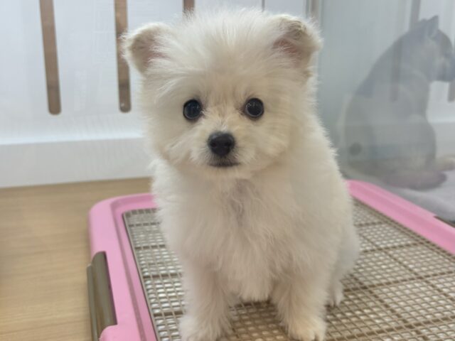 チワプー