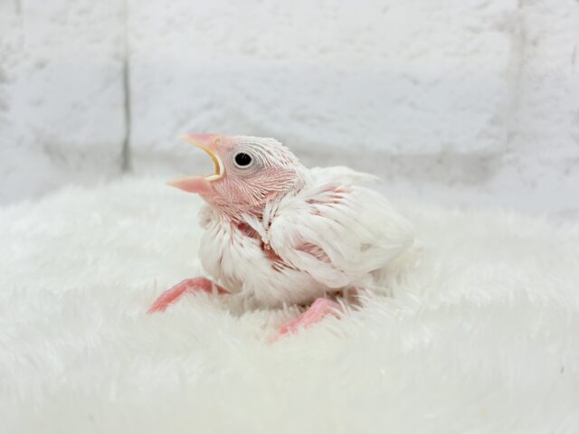 白文鳥