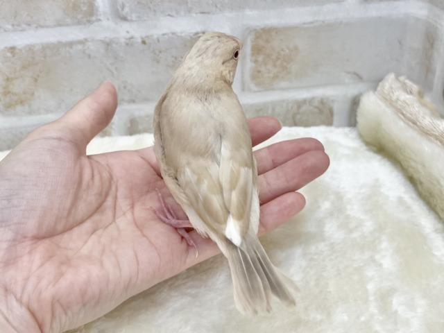ホッとひと息☕️💓 シナモン文鳥 シナモン文鳥