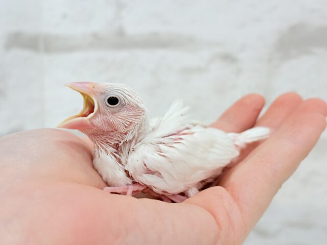白文鳥