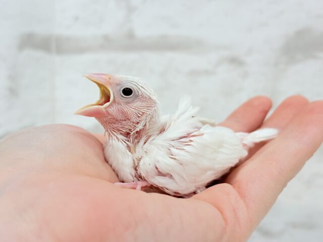 白文鳥