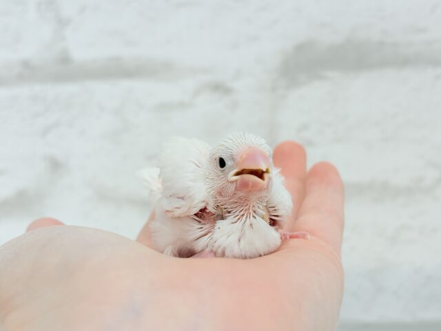 白文鳥