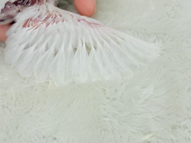白文鳥
